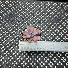 Load image into Gallery viewer, Graptoveria Variegated ‘Mrs Richards’