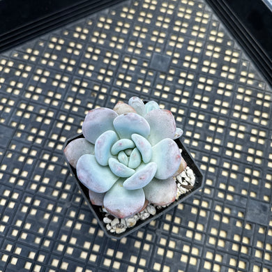 Pachyphytum x Laulindsayana sp hybrid