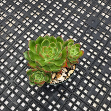 Load image into Gallery viewer, Echeveria ‘Aztec Green’