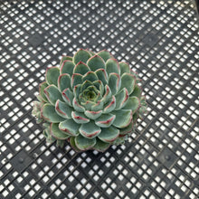 Load image into Gallery viewer, Echeveria ‘Fire Flower’ pot included