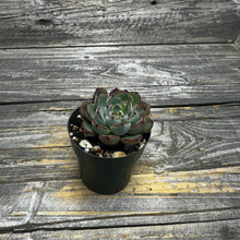 Load image into Gallery viewer, Echeveria ‘Wiz Beauty’