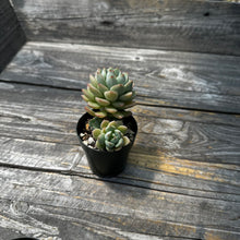 Load image into Gallery viewer, Echeveria &#39;Gungekkan’