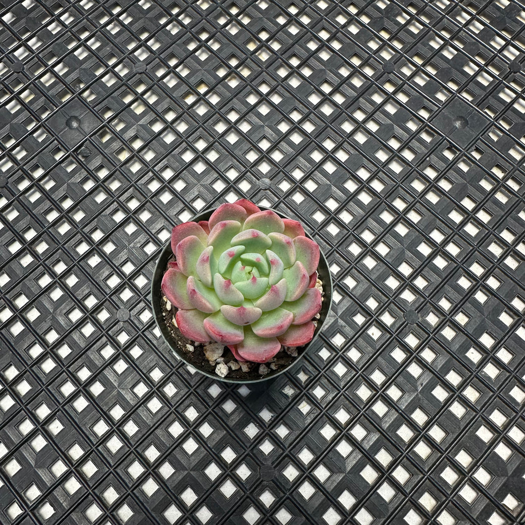 Echeveria sp ‘el Encino’