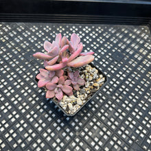 Load image into Gallery viewer, Graptoveria Variegated ‘Mrs Richards’