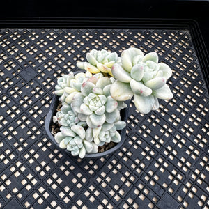 Sedum clavatum variegated