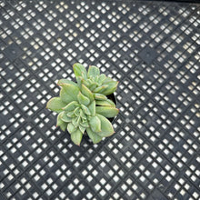Load image into Gallery viewer, Echeveria ‘White Snow’ Montrose Variegated