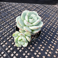 Load image into Gallery viewer, Sedeveria ‘Pudgy’