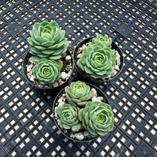 Load image into Gallery viewer, Sedeveria ‘Green Rose’