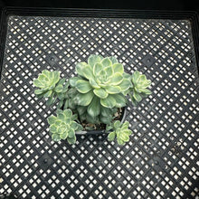 Load image into Gallery viewer, Echeveria Agavoides ‘Tinkerbell’ variegated
