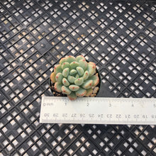 Load image into Gallery viewer, Echeveria amoena microcalyx