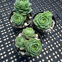Load image into Gallery viewer, Sedeveria ‘Green Rose’