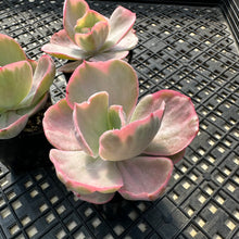 Load image into Gallery viewer, Echeveria ‘Chantilli’ Variegated