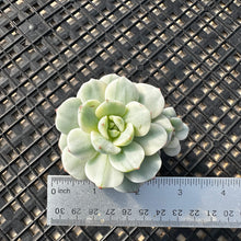 Load image into Gallery viewer, Sedeveria ‘Pudgy’ Variegated