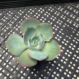 Echeveria ‘Da Vinci Code’