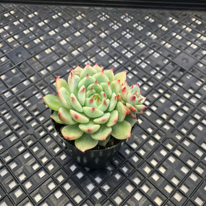 Echeveria ‘Blue Eye’