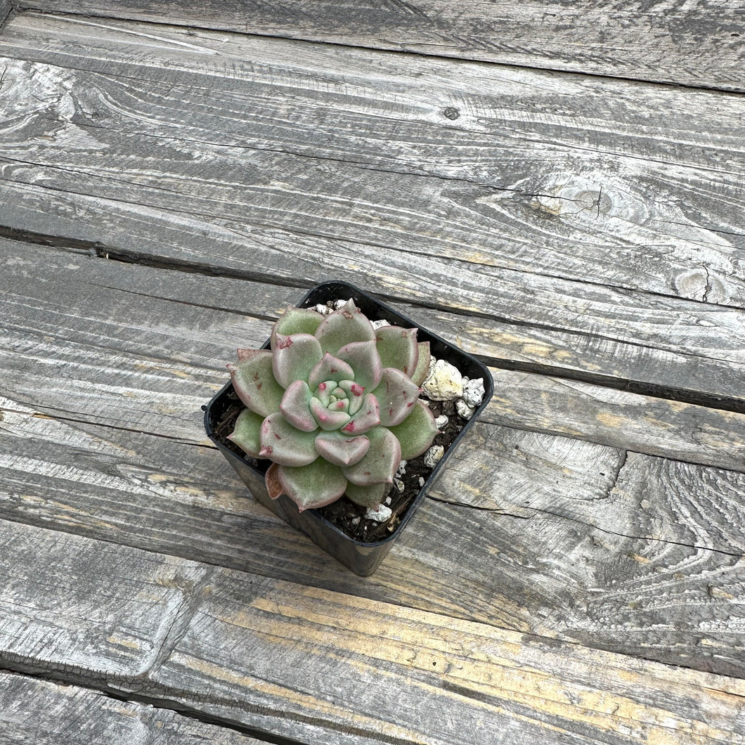 Echeveria ‘Arje’