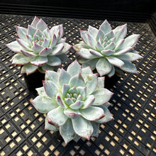 Load image into Gallery viewer, Echeveria ‘Blue Bird’