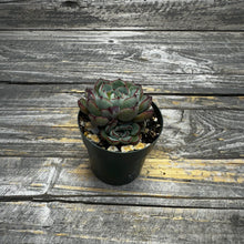 Load image into Gallery viewer, Echeveria ‘Wiz Beauty’