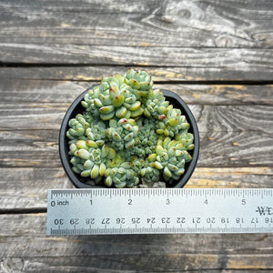 Sedum perezdelarosae