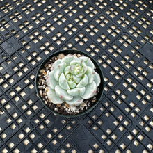 Load image into Gallery viewer, Sedeveria ‘Pudgy’ Variegated
