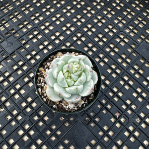 Sedeveria ‘Pudgy’ Variegated