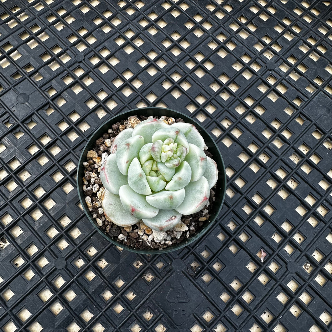 Sedeveria ‘Pudgy’ Variegated
