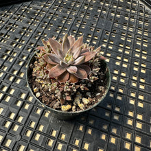 Load image into Gallery viewer, Orostachys ‘NYBG’
