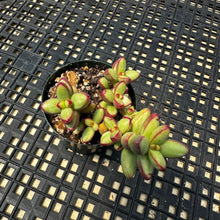 Load image into Gallery viewer, Crassula nudicaulis var. herrei Variegated