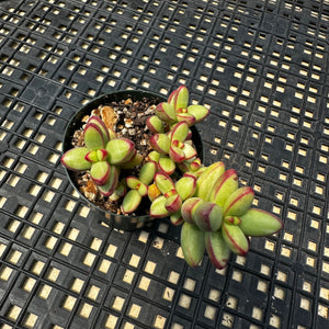 Crassula nudicaulis var. herrei Variegated