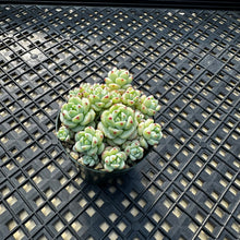 Load image into Gallery viewer, Sedum perezdelarosae