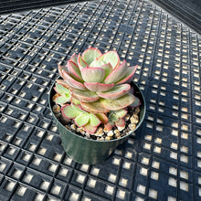 Load image into Gallery viewer, Echeveria ‘Rose Rock’ Variegated
