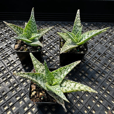 Aloe ‘White Fox’