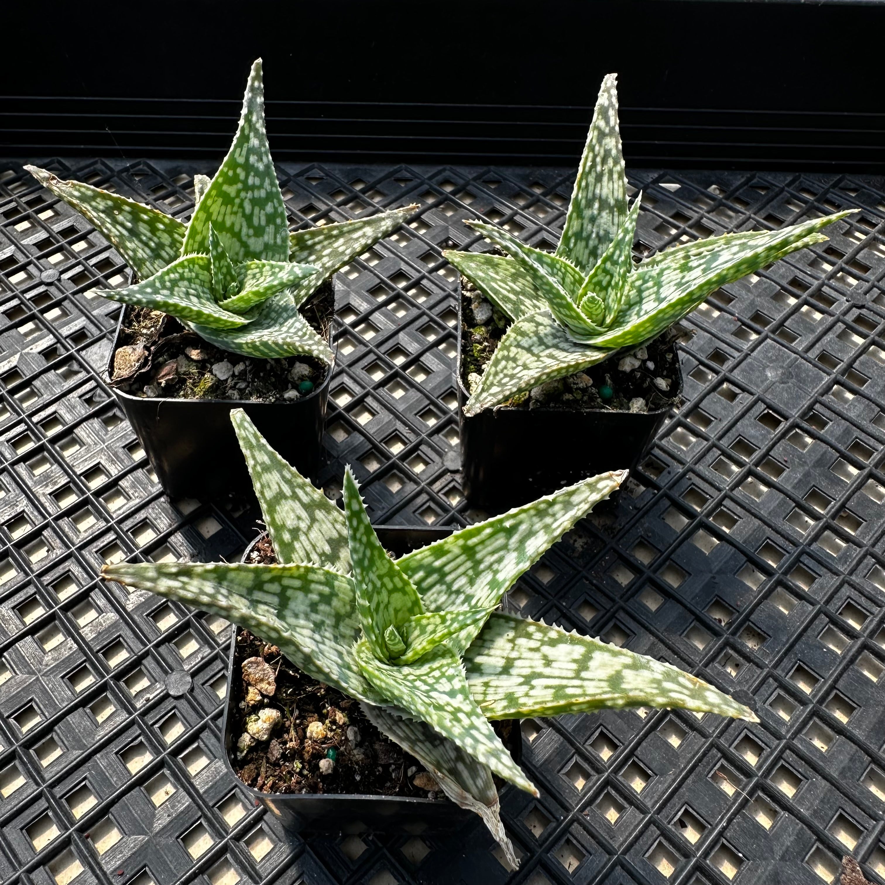 Aloe 'White Fox'  Chubby Leaf Succulents