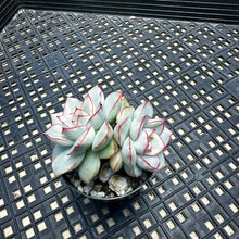 Load image into Gallery viewer, Echeveria ‘Esther’ Variegated