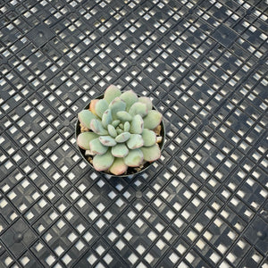 Graptoveria ‘Bridgette’