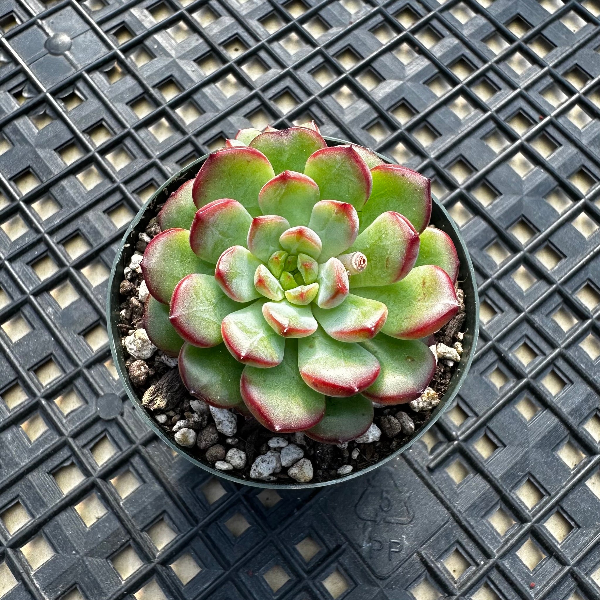 succulents red leaves Echeveria 'Red Top' – Chubby Leaf Succulents