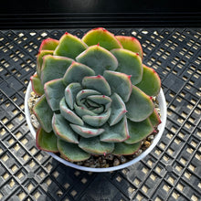 Load image into Gallery viewer, Echeveria ‘Lime Pink’