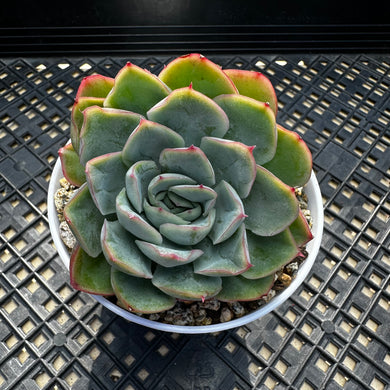Echeveria ‘Lime Pink’
