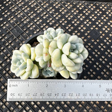 Load image into Gallery viewer, Sedum clavatum variegated