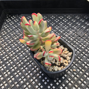 Korean imported Cotyledon orbiculata cv Variegata (long leaf form)