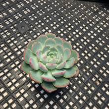 Load image into Gallery viewer, Echeveria ‘Polonaise’