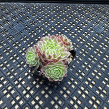 Load image into Gallery viewer, Sempervivum Chick Charms® Lotus Blossom™