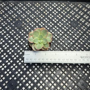 Echeveria ‘Suyon’ variegated