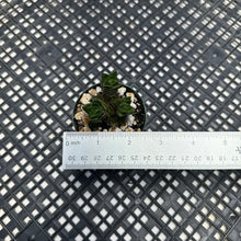 Load image into Gallery viewer, Crassula ‘Buddha&#39;s Temple’