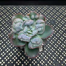 Load image into Gallery viewer, Echeveria ‘Hearts Delight’