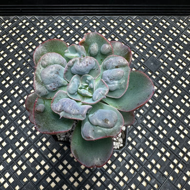 Echeveria ‘Hearts Delight’