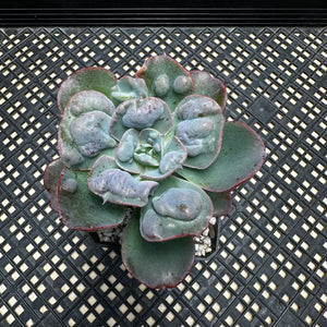 Echeveria ‘Hearts Delight’