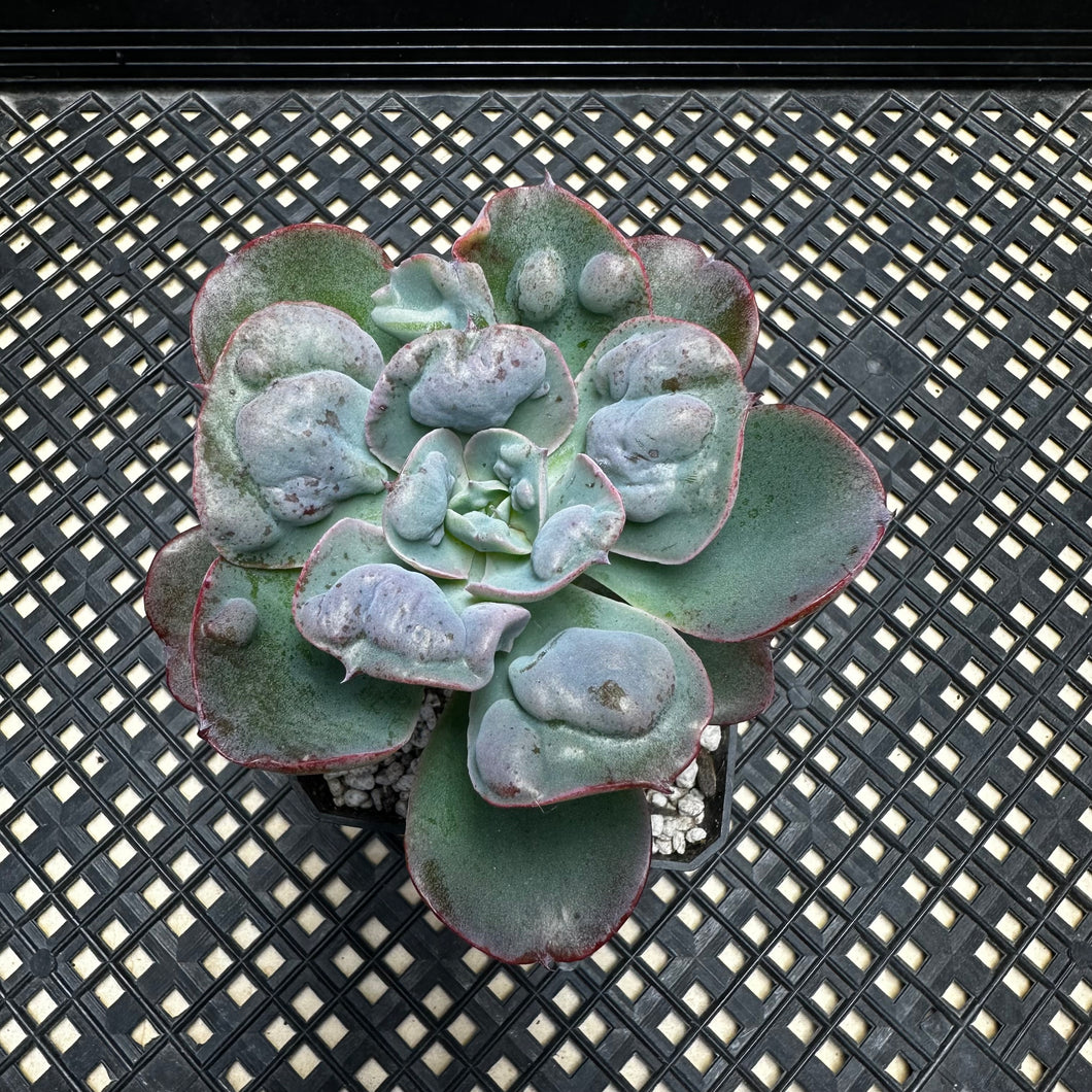 Echeveria ‘Hearts Delight’