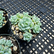 Load image into Gallery viewer, Sedum perezdelarosae