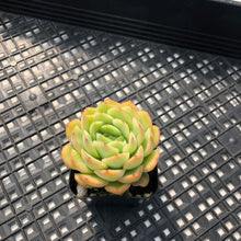 Load image into Gallery viewer, Echeveria ‘Lime Pink’
